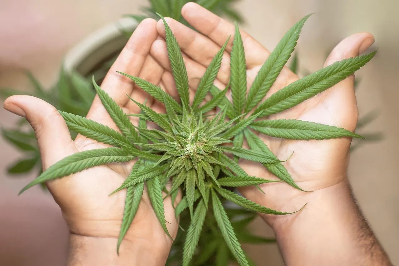 Trump campione inatteso della cannabis, è' tornata la moda?
