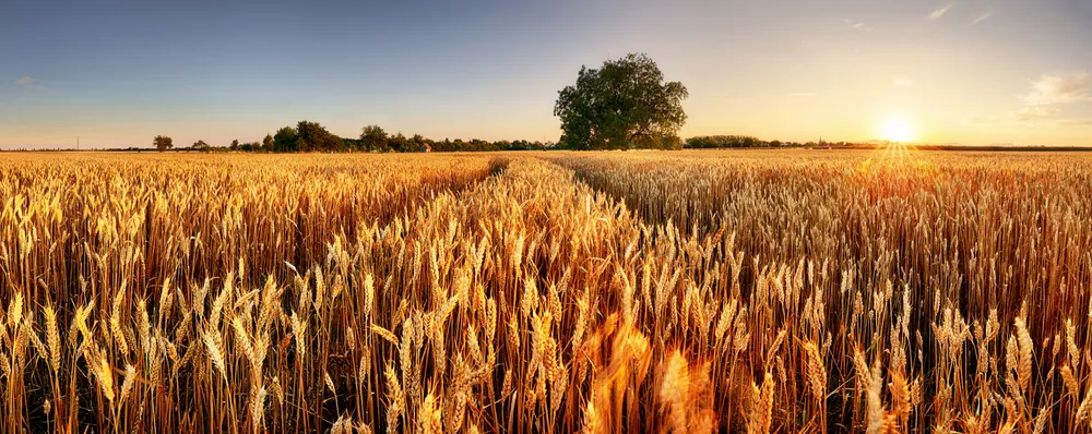 Il Mondo delle Materie Prime: Dall'Oro Nero all'Oro Giallo